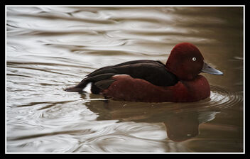 among the ducks - Kostenloses image #487855